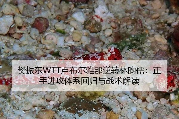 樊振东WTT卢布尔雅那逆转林昀儒：正手进攻体系回归与战术解读